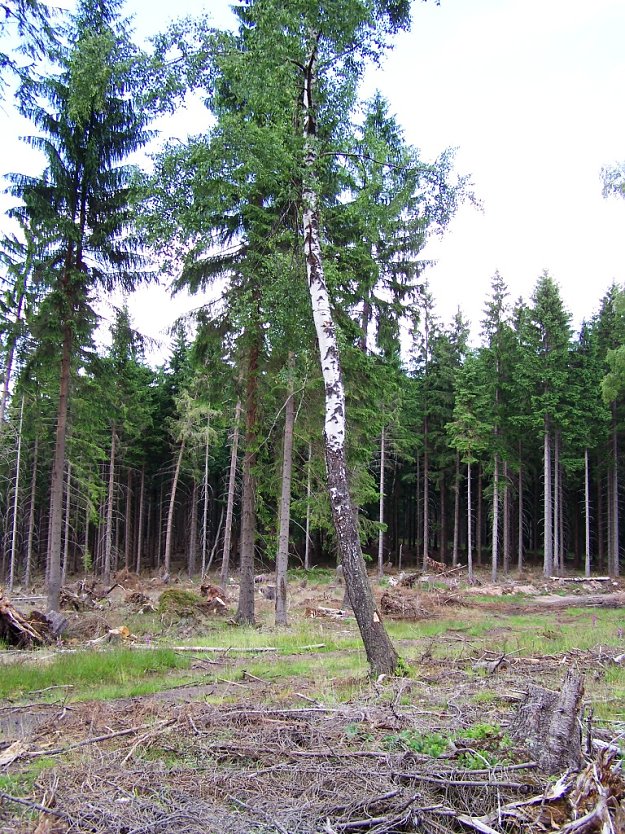 Während umliegende Fichten der Borkenkäfersanierung zum Opfer fielen, lies der Waldbesitzende die Birke stehen: Sie sorgt durch Aussaat für einen kostenlosen Vorwald (Foto: ThüringenForst)