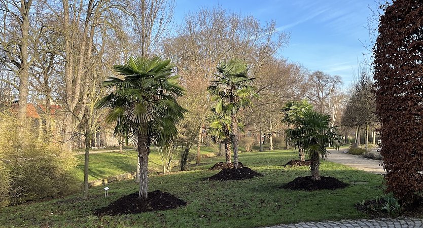 Palmen im Kurpark (Foto: emw)