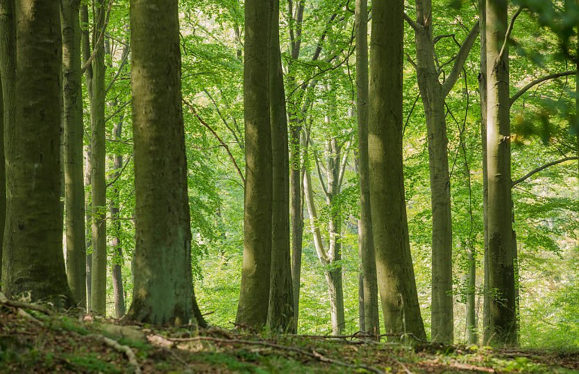 Raubbau am Wald verhindern (Foto: Klemens Karkow NABU)