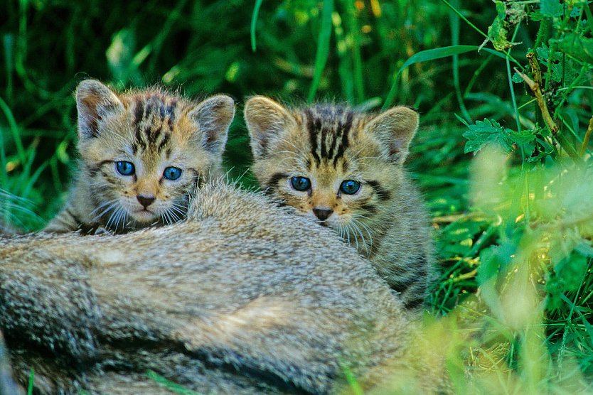 Junge Wildkatzen im Wald (Foto: Thomas Stephan, BUND)