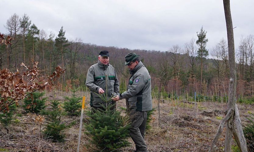 Forstamtsleiter Ulli Klüßendorf und Dr. Horst Sproßmann überprüfen auf einer Versuchsfläche im Forstamt Sondershausen exotische Baumarten auf mögliche Frostschäden (Foto: Janine Walter)