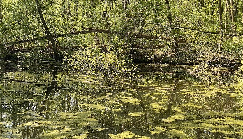 Teich im Nationalpark Hainich (Foto: oas)