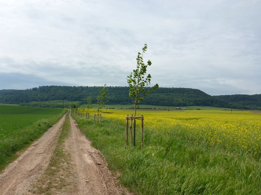 Baumpflanzung in Kleinfurra (Foto: Landschaftspflegeverband Südharz/Kyffhäuser)