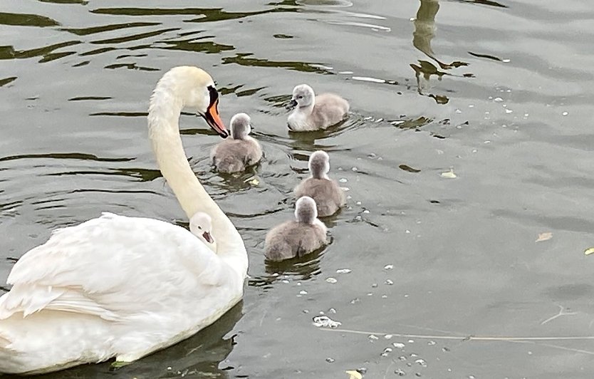 Schwanenfamilie am großen Teich in Sondershausen (Foto: Wolfgang Lehmann)