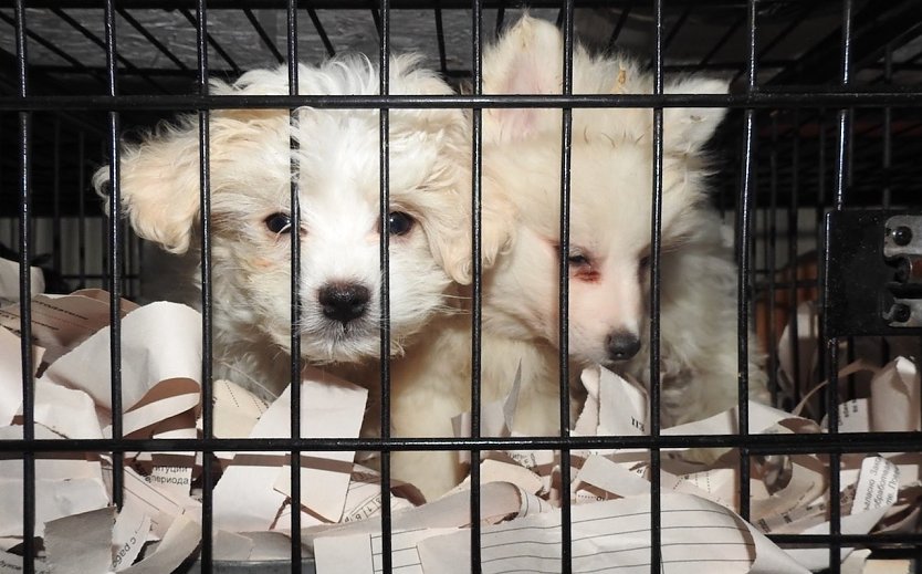 Hundewelpen werden in kleinen Käfigen quer durch Europa transportiert (Foto: © VIER PFOTEN)