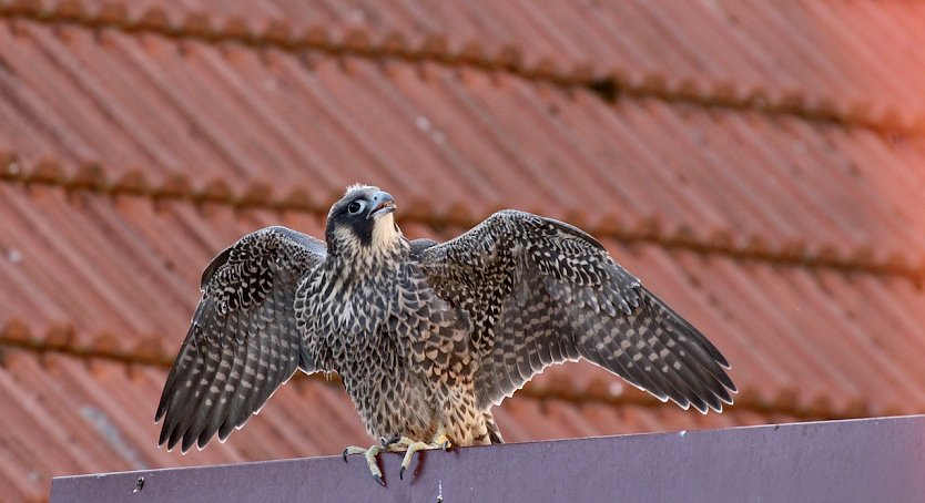 Junger Wanderfalke in der "Bettelwoche" (Foto: emw)