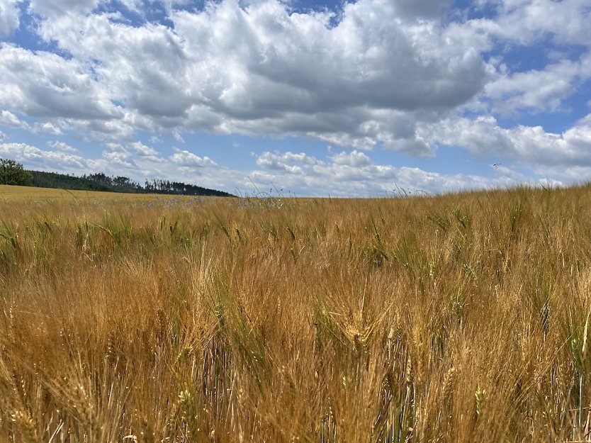 Wetter (Foto: osch)