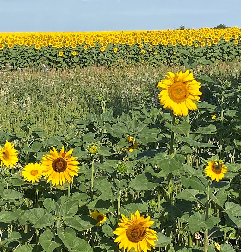 Sonnenblumenfeld bei einer Wanderung bei Rastenberg (2023) (Foto: Wolfgang Lehmann)