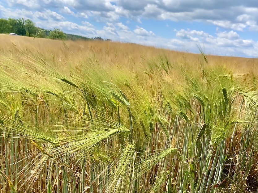 Kornfeld (Foto: Eva Maria Wiegand)