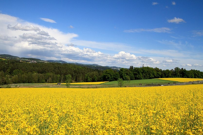 Blühende Rapsfelder (Foto: Nicky auf Pixabay)