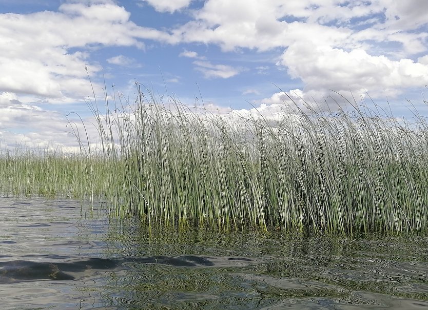 Schilf an der Uecker (Foto: Diana Kupfer)