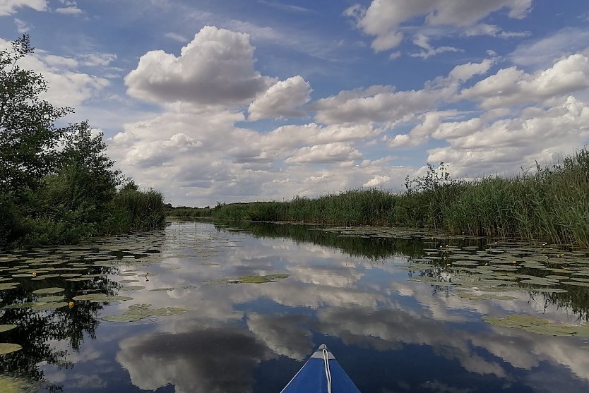 Bootsfahrt auf der Uecker mit Spiegelung (Foto: Diana Kupfer)