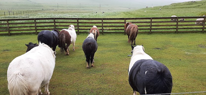 Immer schön gegen den Sturm stehen. Ponys auf Shetland (Foto: Yvonne Morgenstern)