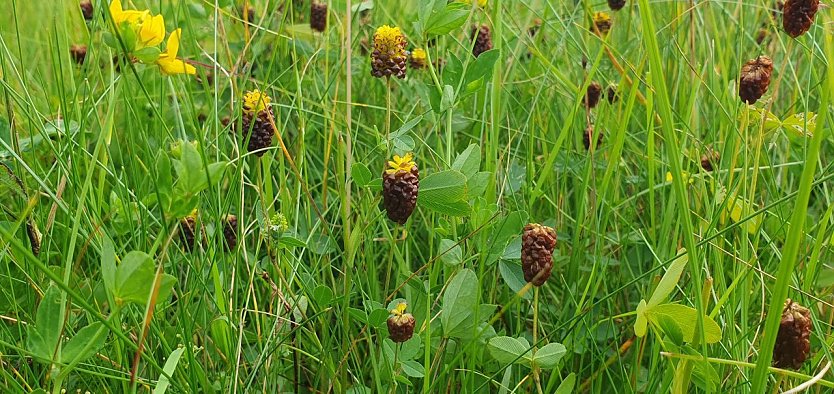 Bildunterschrift: Der deutschlandweit stark gefährdete und seltene Moor-Klee (Trifolium spadiceum), hier auf einer Bergwiese im Landkreis Nordhausen an seinem vermutlich letzten verbliebenen Thüringer Wuchsort im Südharz, verblüht auffallend kastanienbraun. (Foto: B.Schwarzberg)