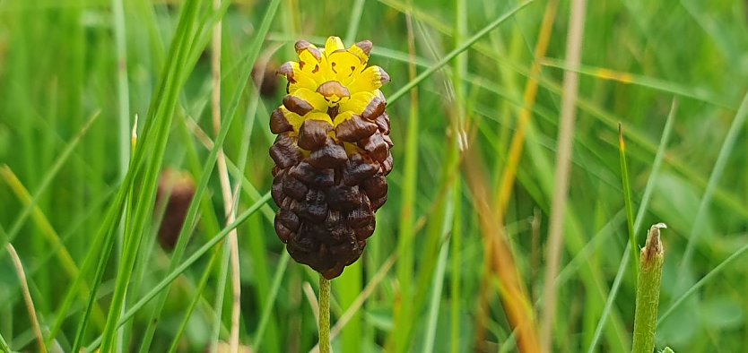 Moor-Klee (Trifolium spadiceum) (Foto: B.Schwarzberg)