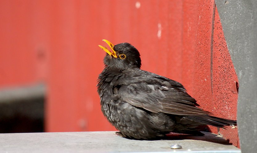 Tiere leiden unter Hitze (Foto: Eva Maria Wiegand)