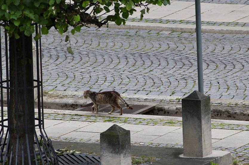 Wer vermisst in Bad Langensalza seine Katze/ sein Kater? (Foto: privat)