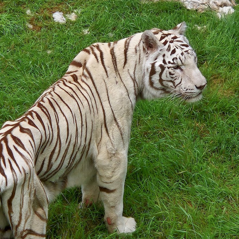 Weißer Tiger - Serengeti Park in Hodenhagen (3) (Foto: Familie Steinecke)