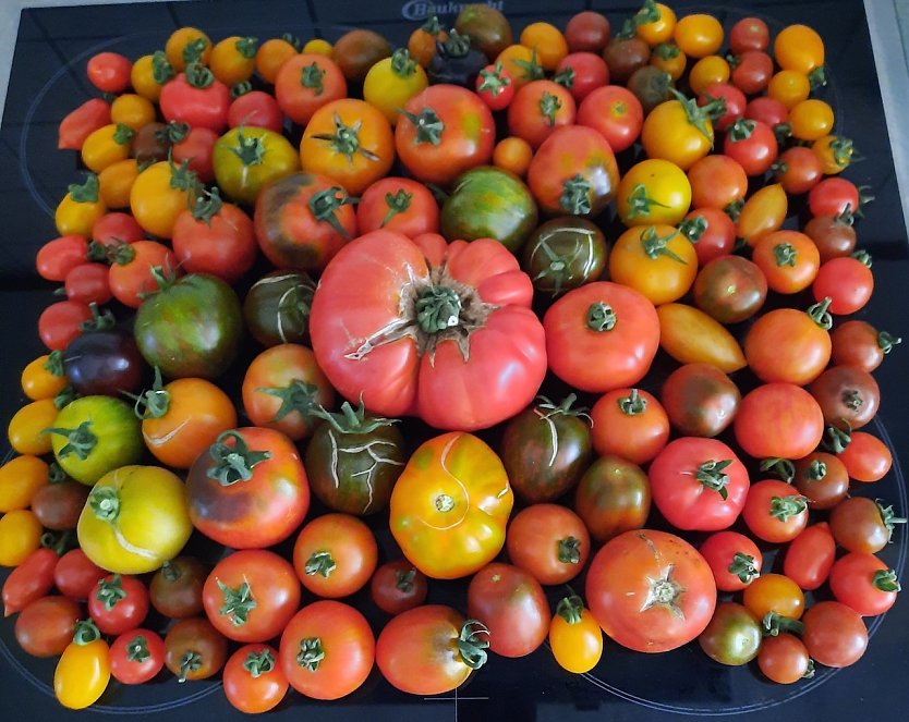 Schmackhafte, farbenfrohe Tomaten (Foto: Karsten Stiehler)