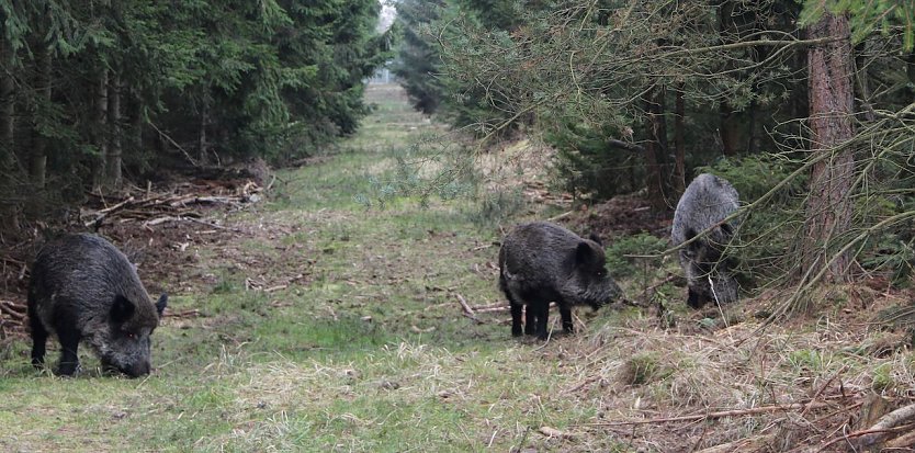 Wildschweine ohne Nachwuchs sind erfahrungsgemäß wenig aggressiv  trotzdem sollten Waldbesucher (mit Hund) nicht auf die Tiere zugehen (Foto: Andreas Knoll)