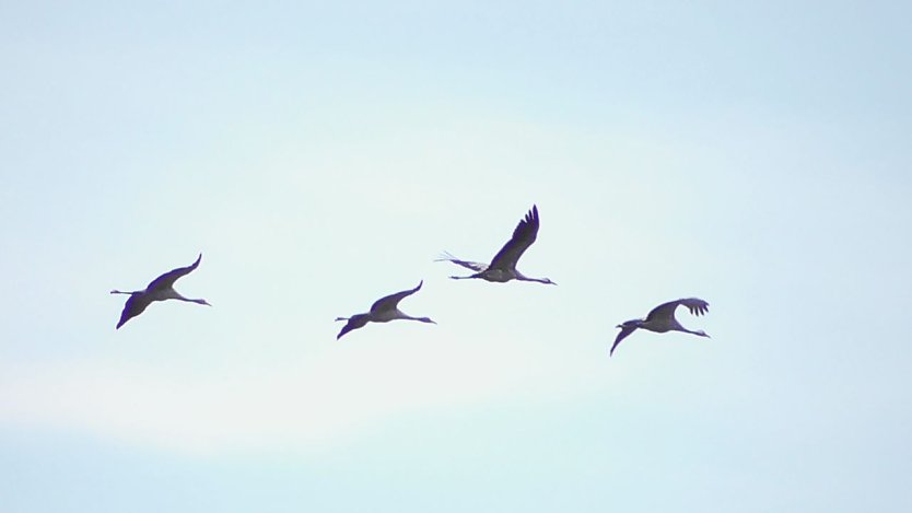 Die ersten Kraniche sind am Stausee Kelbra angekommen (Foto: Ulrich Reinboth)