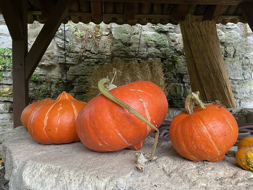 Herbst im Naturgarten des BUND (Foto: oas)