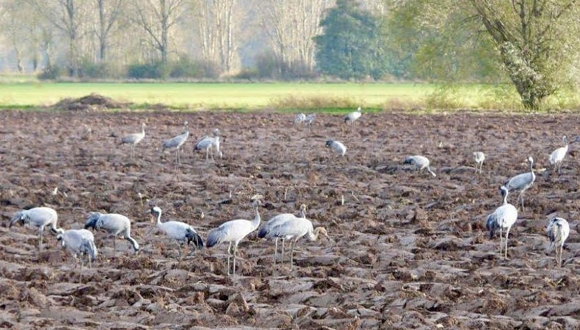 Kraniche bei der Rast (Foto: Landratsamt Nordhausen)