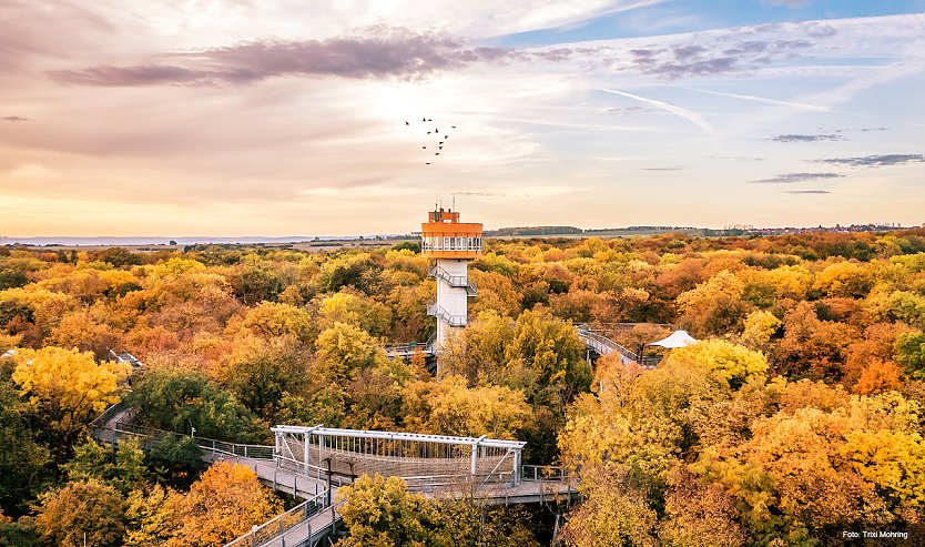 Die herbstliche Farbenpracht des Nationalparks Hainich lässt sich vom Baumkronenpfad aus am besten bestaunen.  (Foto: © Trixi Mohring)