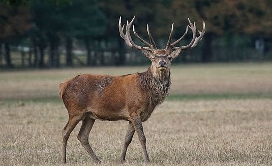 Wildunfälle sind keine Seltenheit: Mit richtigen Verhalten lässt sich aber mancher Unfall vermeiden. (Foto: HUK-COBURG)