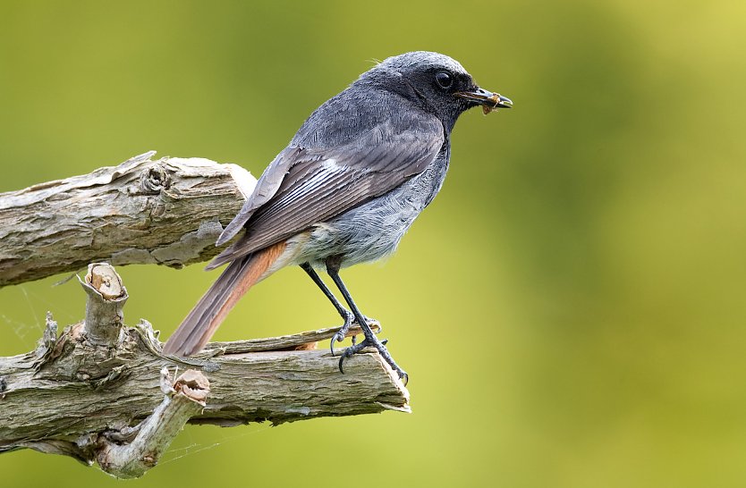 Der Hausrotschwanz ist Vogel des Jahres 2025 (Foto: Frank Derer)