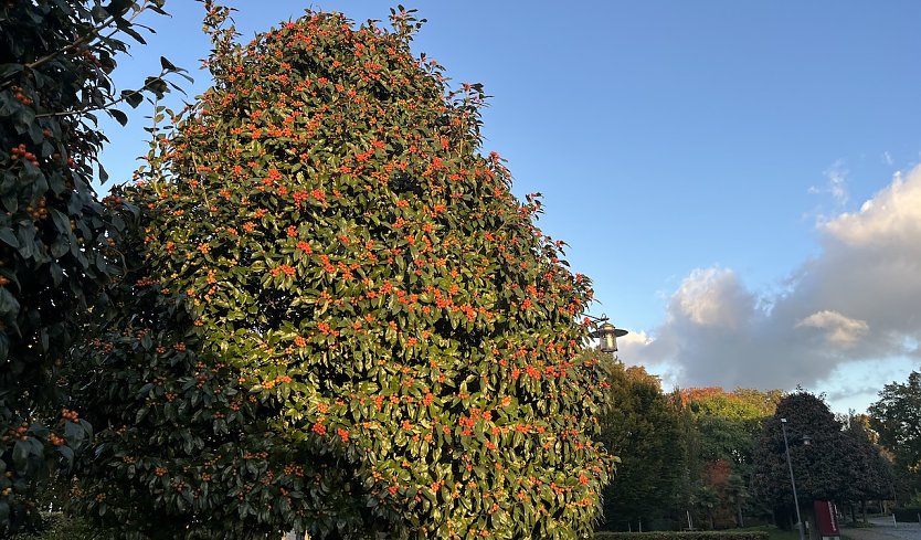 Herbstmorgen im Kurpark (Foto: oas)