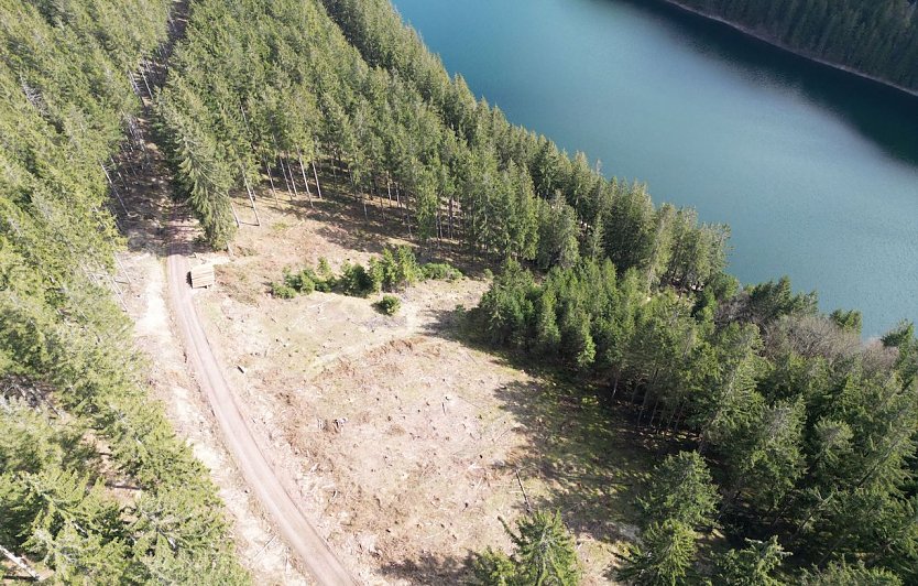 Randbäume an beräumten Borkenkäferbefallsflächen sollten regelmäßig kontrolliert werden  auch im Winter (Foto: ThüringenForst)