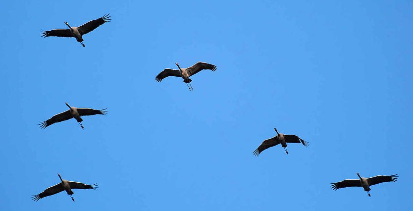 Kraniche im Anflug auf den Stausee Kelbra (Foto: Peter Blei)