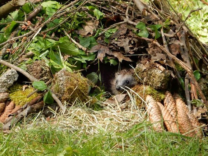 In einer Igelburg kommen Igel gut durch die kalte Jahreszeit (Foto: Vier Pfoten)