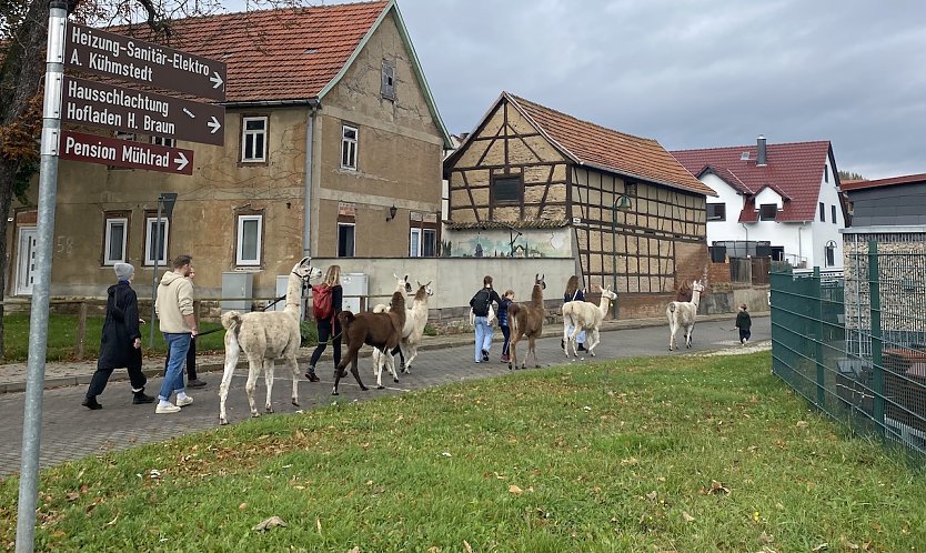 Lamakarawane am Erlebnis-Wandertag in Herbsleben (Foto: Eva Maria Wiegand)