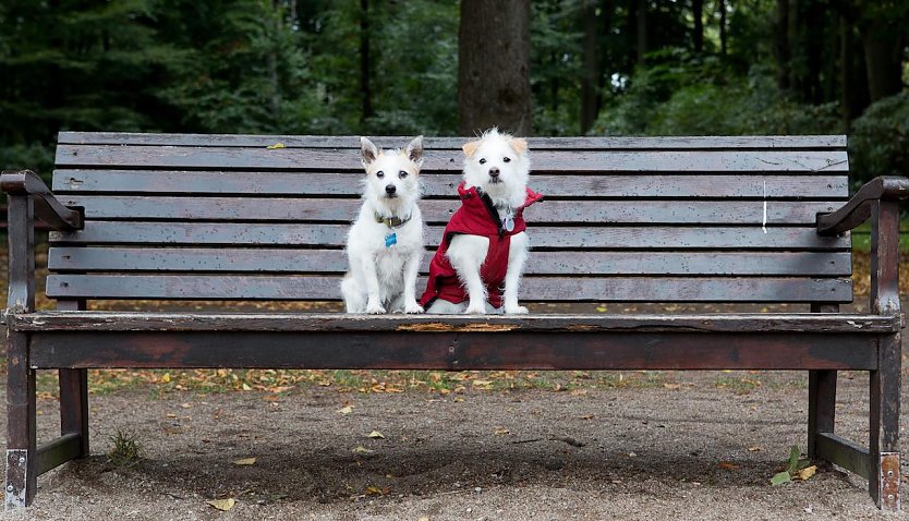 Der Herbst  und damit die kalte und dunkle Jahreszeit  ist da (Foto: © VIER PFOTEN | Christopher Koch)