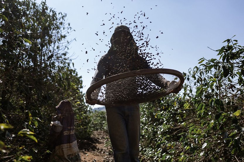 Vor-Ort-Besuch in Brasilien: Auf einer Kaffeeplantage siebt ein Arbeiter noch verwertbare Kaffeebohnen aus dem Laub. (Foto: Tuane Fernandes)