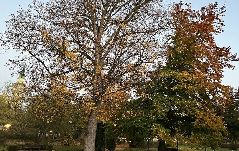 Weiterhin ruhiges, freundliches Herbstwetter (Foto: oas)