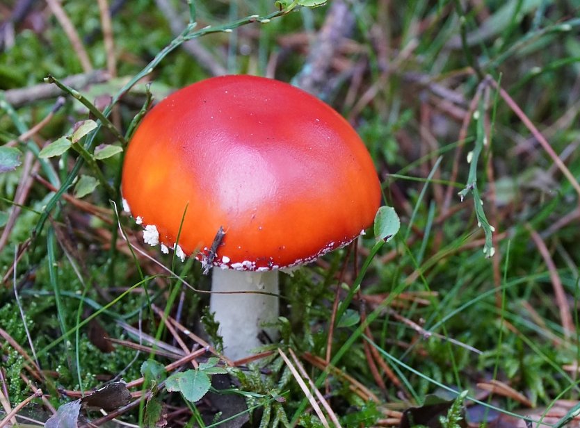 Ob sich dieser Pilz mit im Körbchen befand ist von der Autobahnpolizei nicht berichtet worden (Foto: Autobahnpolizei)