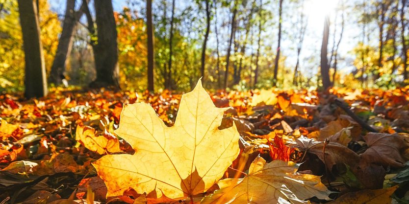 Golden war der Oktober vor allem in der Nordhälfte. Von der Nordseeküste über Hamburg bis nach Berlin kamen die meisten Sonnenstunden zusammen. (Foto: Shutterstock/Wetteronline)