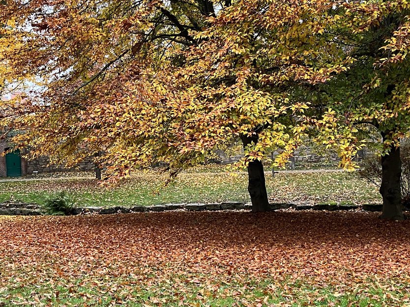 Weiter ruhiges Herbstwetter mit gemächlichem Blätterfalll  (Foto: oas)