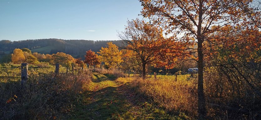 Herbstfarben am Hainholz (Foto: Firouz Vladi)