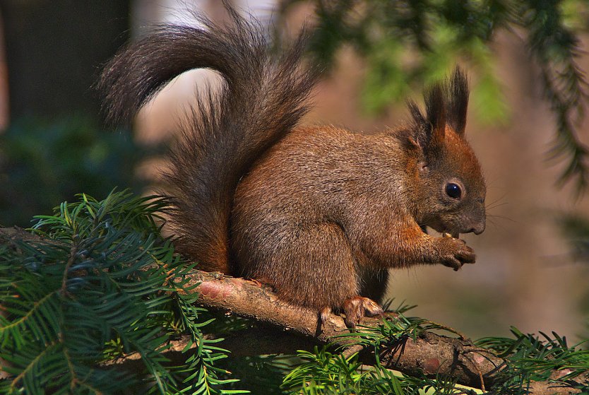 Eichhörnchen fressen bevorzugt Nüsse und Samen (Foto: © VIER PFOTEN)