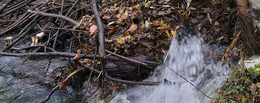 Vom Biber errichteter Damm in der Salza. (Foto: J.T.)