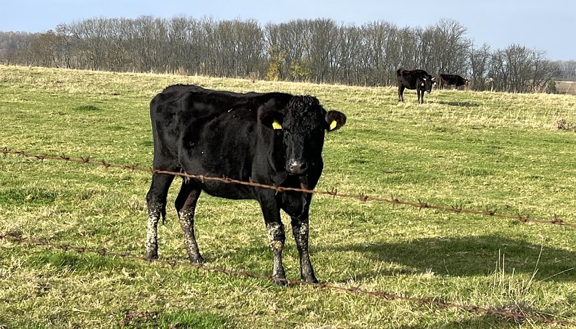 Hat seinen Schatten schon seit einigen Tagen nicht mer gesehen: Jungbulle am Harth-Haus (Foto: oas)