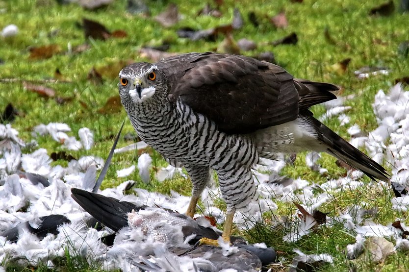 Habicht bei der "Mahlzeit" (Foto: Thorsten Schulze auf Pixabay)