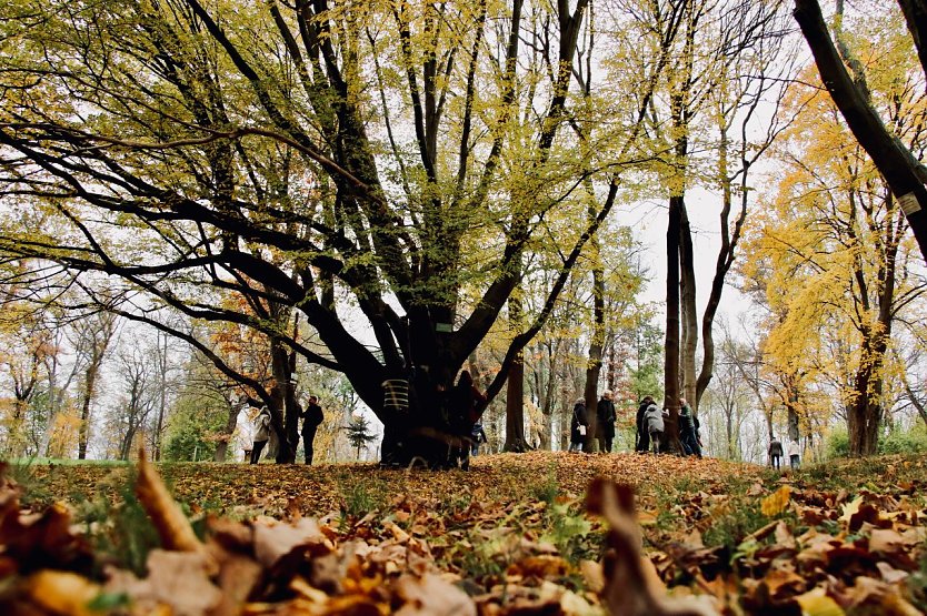 Beim performativer Waldspaziergang ging man auf Tuchf&uuml;hlung mit dem Geh&ouml;lz (Foto: agl)