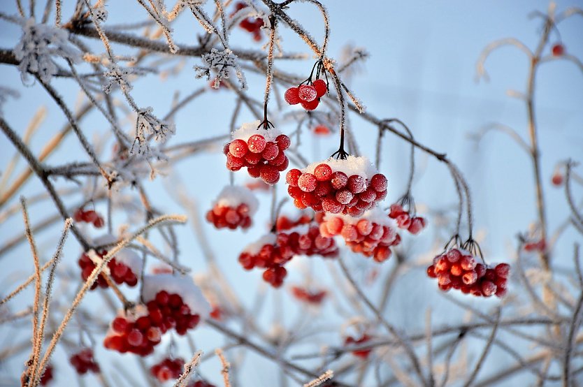 Winter im Garten (Foto: Екатерина Гусева auf Pixabay)