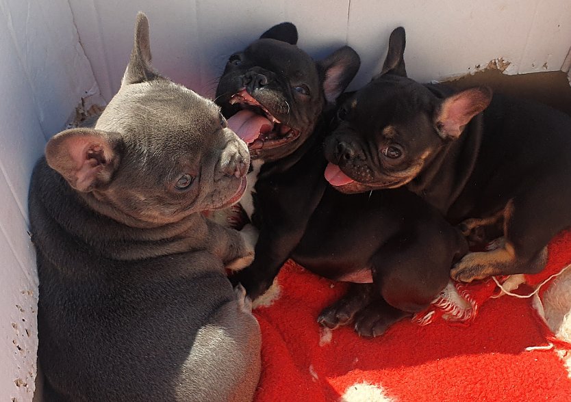 Illegal verkaufte Franz&ouml;sische Bulldoggen aus Rum&auml;nien (Foto: &copy; VIER PFOTEN)