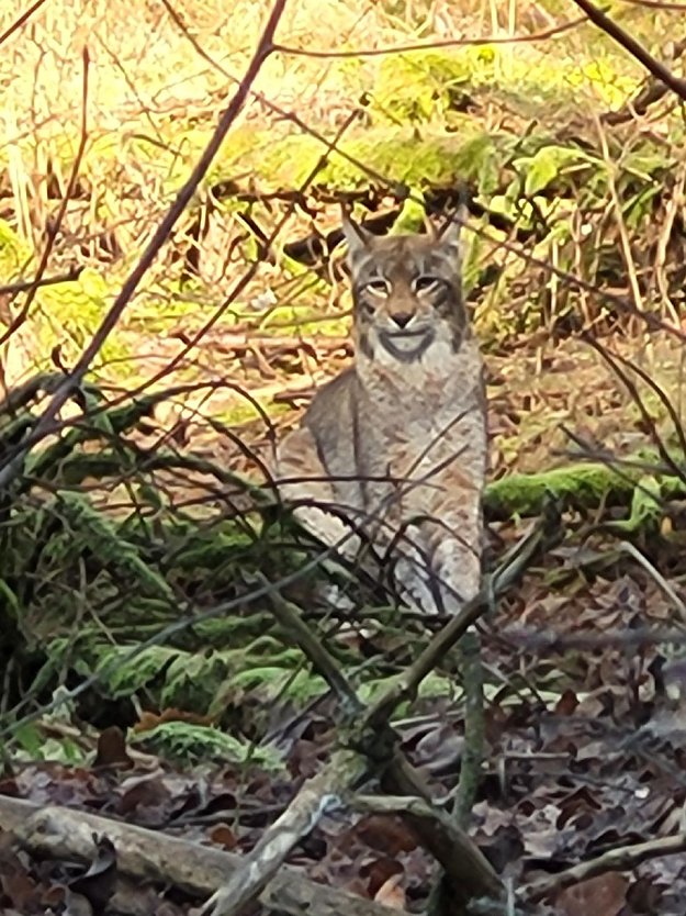 "Sehr fotogen und wachsam" - ein Luchs in der Windlücke (Foto: Silke Herbst) "Sehr fotogen und wachsam" - ein Luchs in der Windlücke (Foto: Silke Herbst)